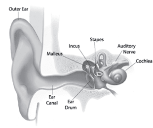 The sound waves from the instrument, headphones or device enter the outer and travel down the ear canal toward the eardrums